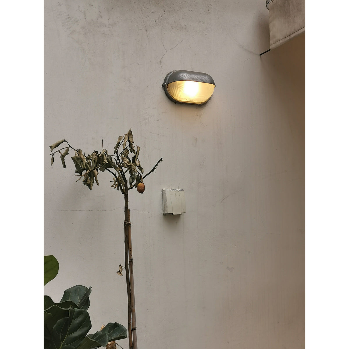 Belaner Outdoor Wall Light